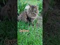 #смех #прикольныекоты #веселыекоты #видосыоткота #котики #смешнойшортс #топ #топчик #популярное2026
