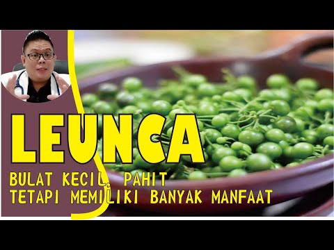 KHASIAT BUAH LEUNCA UNTUK KESEHATAN YANG HARUS KAMU KETAHUI