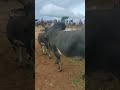 Rngiem dung bull cow animal nurseappreciationweek horn buffalo masi