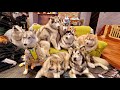 【大迫力】8頭のハスキーズ大集合したらわちゃわちゃすぎた・・・笑 【シベリアンハスキー】
