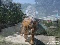 Tiger sale #тигр #скульптуры #сафари