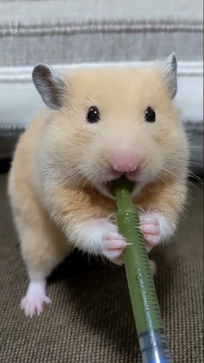 Tikus 😹😂 #hamster #hamsters #hewan #shorts #short #reels #tiktok #trending #trend #lucu #hewanlucu