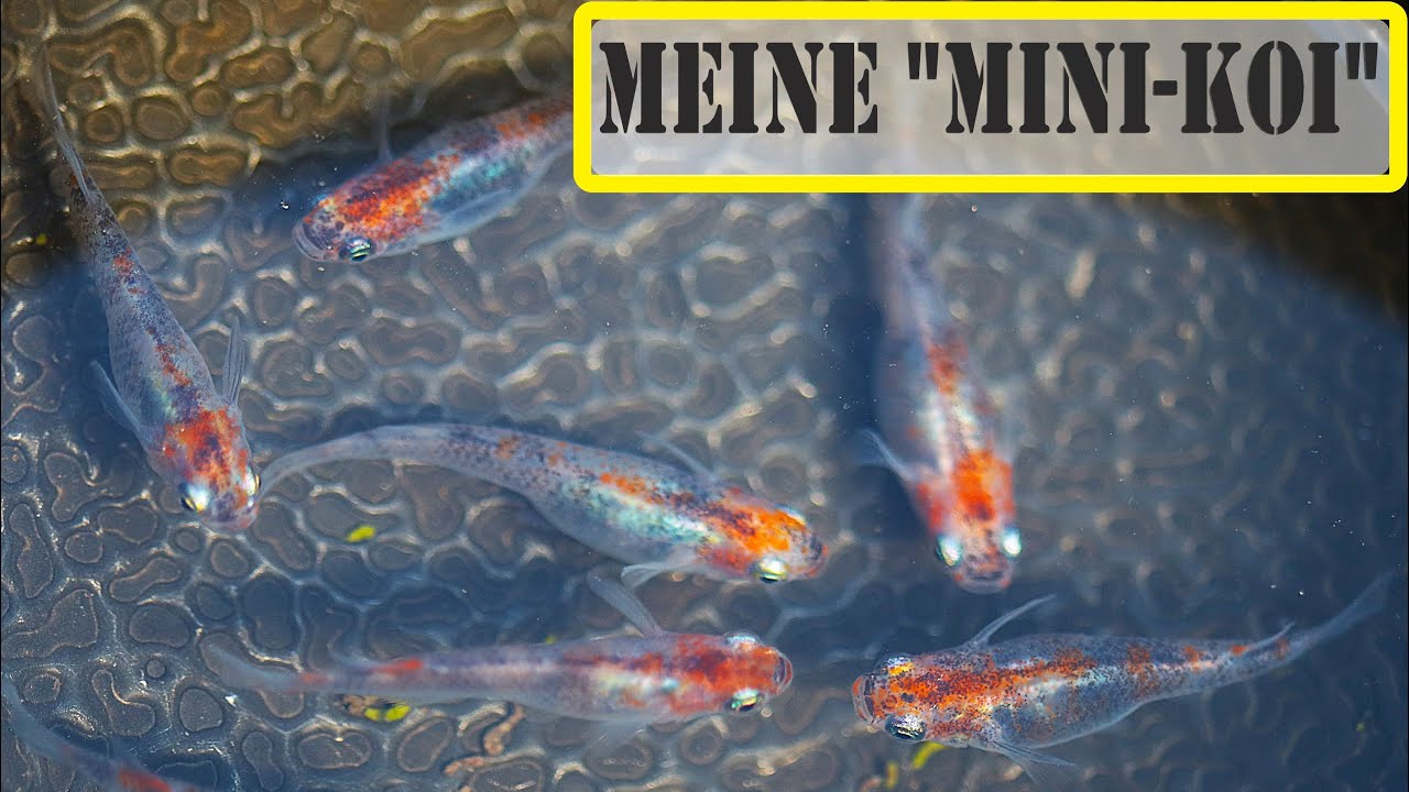 Medaka ziehen in den Miniteich