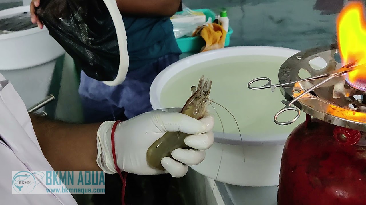 SPF L VANNAMEI SHRIMP EYESTALK ABLATION | BKMN AQUA |  Toll Free 18005726232 | www.bkmnaqua.com