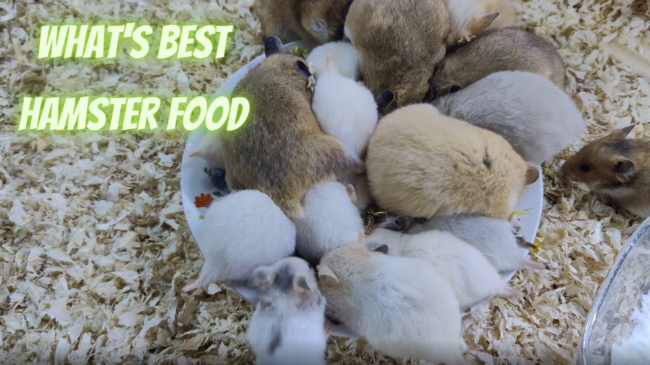 What's the best food for syrian hamster funnyhamsters cuteanimals 