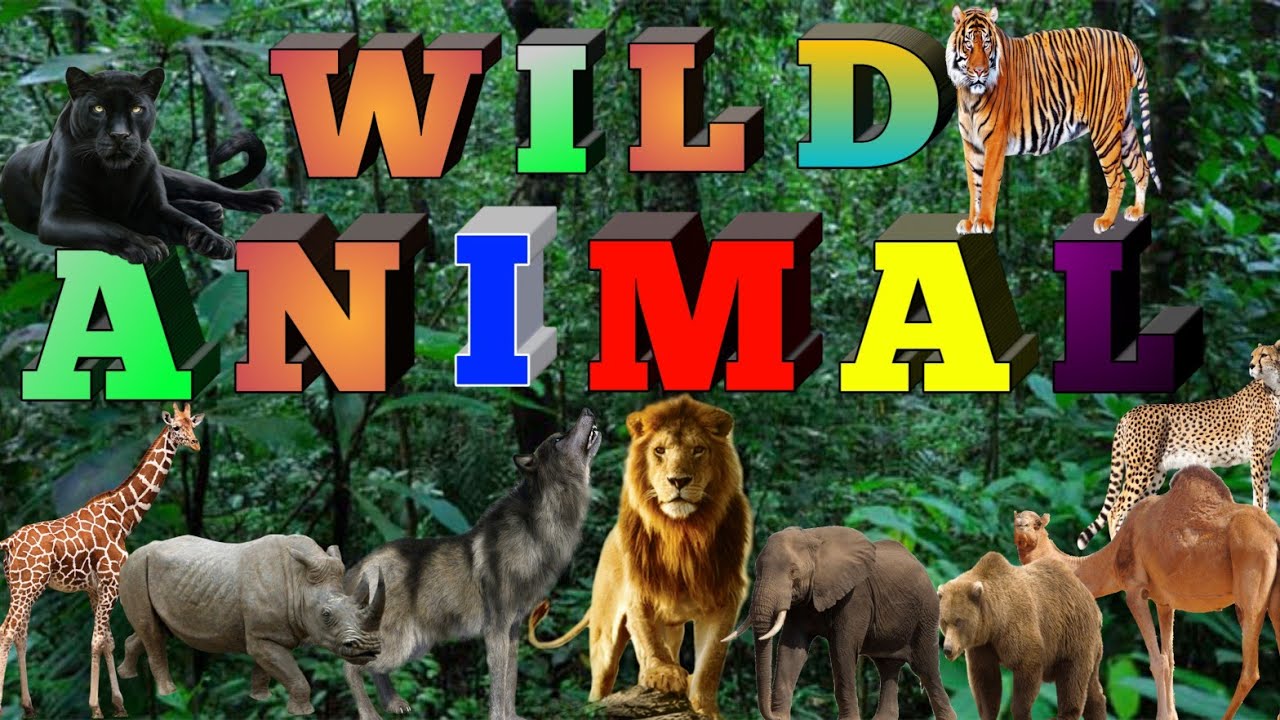 Wild animals name in english with spelling/ Wild animal/ जंगली