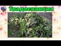 Традесканция (Tradescantia) в комнатных условиях