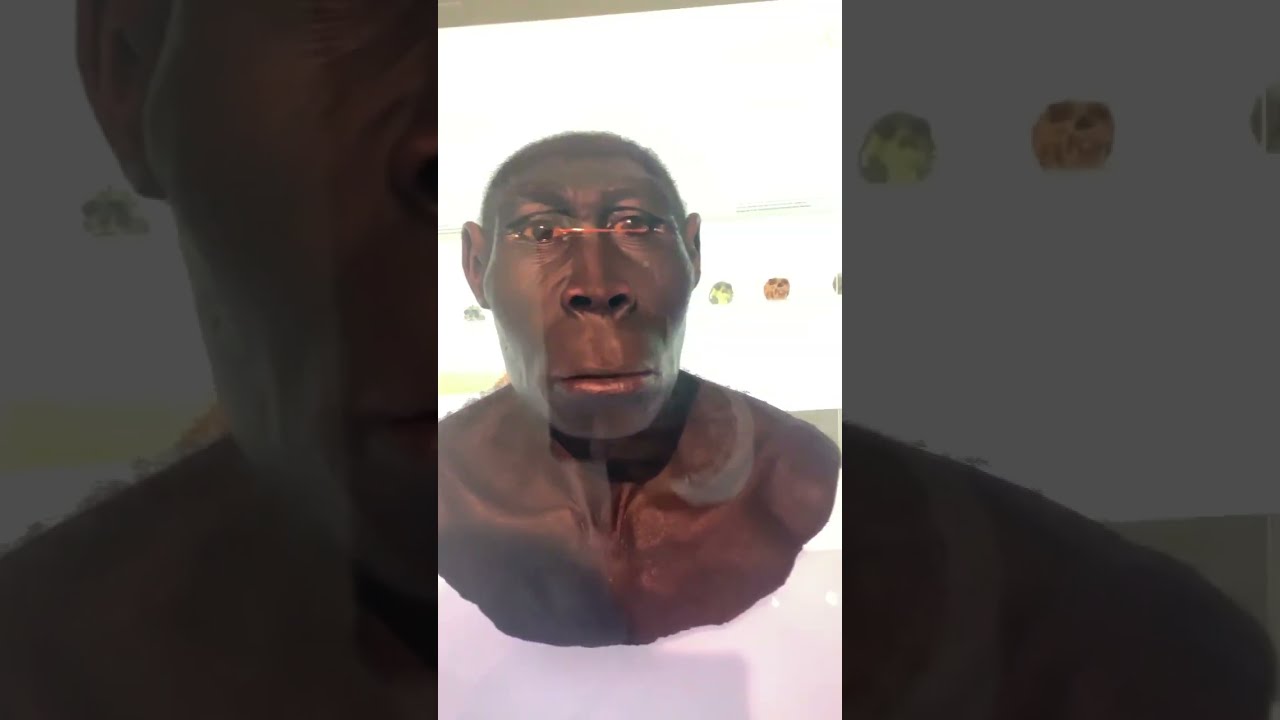 From Ape To Modern Human The Incredible Evolution