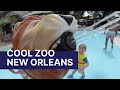 Get wild at cool zoo new orleans