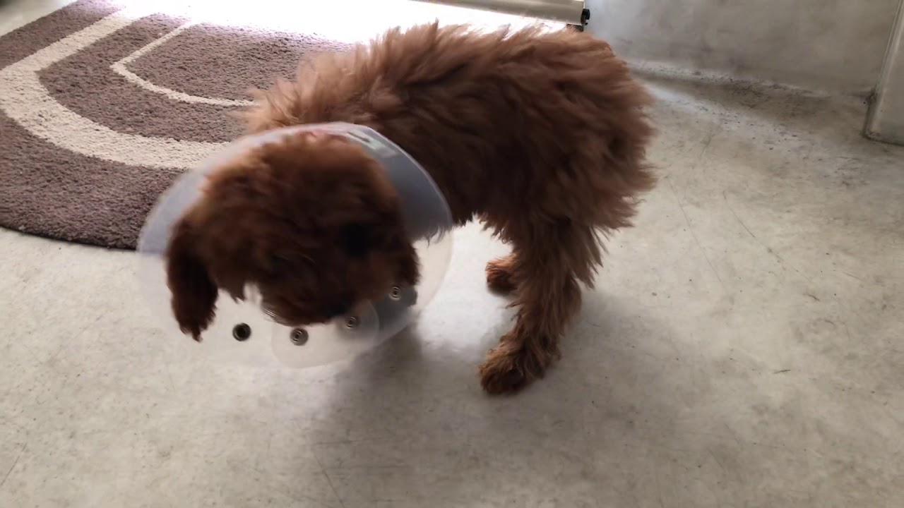 オアシス便り 垂水オアシス動物病院