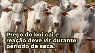 Preço do boi cai e reação deve vir durante período de seca.