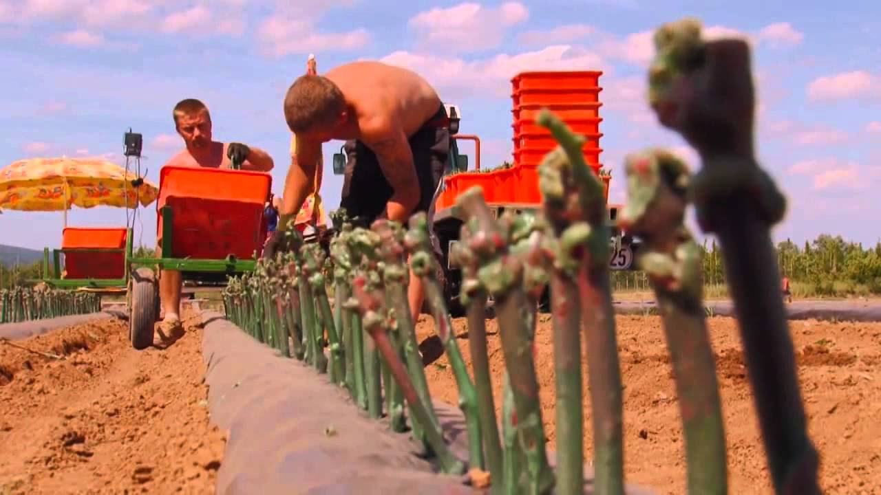 Vom Winzer erklärt; Wie wird ein Weinberg gepflanzt? / Reben richtig pflanzen / Teil 1