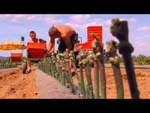 Video: Baumschule Nordrebe, Traubensetzlinge, Landschaftsbau