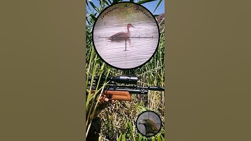 Duck (Teal) Hunting by PCP Air Rifle