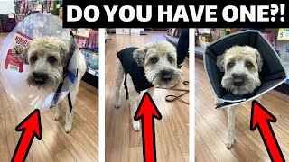 Dog Cone &amp; Recovery Suit - Everything You Need To Know!