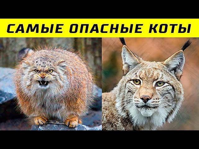 10 Самых Опасных Пород Кошек в Мире - YouTube