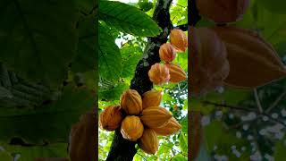 'Food of the Gods' Tree 🙀 Yes, Chocolate Tree, Where are the Chocolates?- Observed in 'Description'