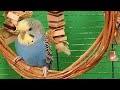 11 hours of budgie sounds for lonely birds