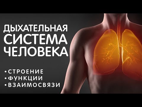 Дыхательная система - строение, газообмен, воздух - как всё устроено. Жизненно важно знать всем! ЗОЖ