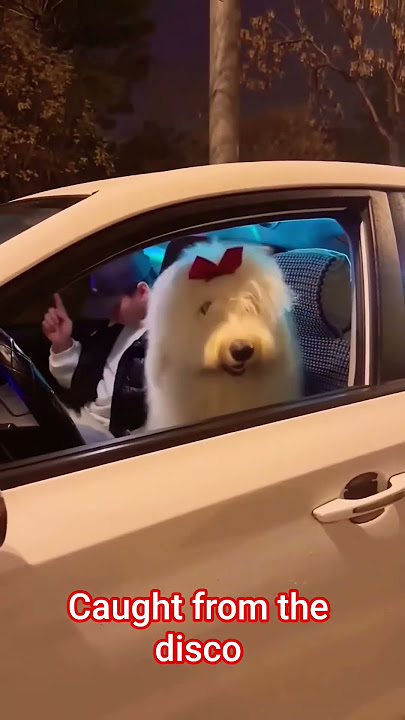 Caught From the disco, #dance #funny #hiburanrakyat #dogfromdisco #hiburanlucu #hiburansegar#funny