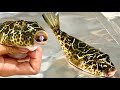 PUFFER Fish  *INSANELY POISONOUS* Catch Clean And Cook