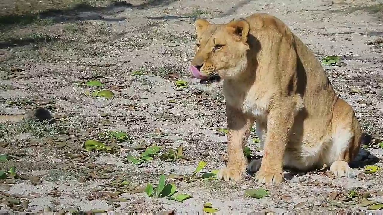 what is lion in hindi