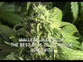 The First Time - Collie Buddz - On The Rocks - 2009