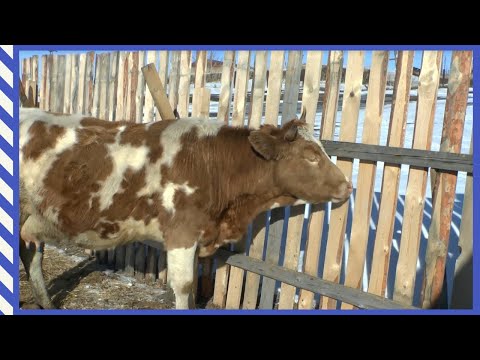 О переработке молока/ Вологодском масле и Репетиции по осеменению коров