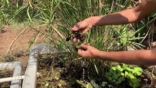 Grey Water Treatment Method in Eco home