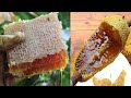 🐝 Wild Honey Harvesting Satisfying - Harvesting honey from giant Honeybee #2