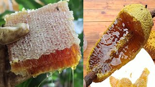  Wild Honey Harvesting Satisfying - Harvesting honey from giant Honeybee
