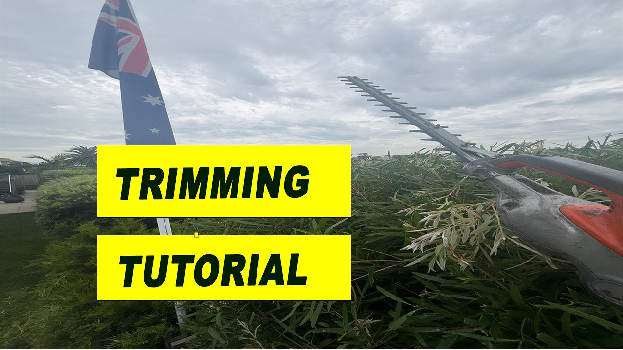 Hedge Trimming Basics That Change Everything - YouTube