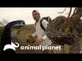 Frank se arrisca muito ao chegar perto de duas cobras mortais | Wild Frank | Animal Planet Brasil