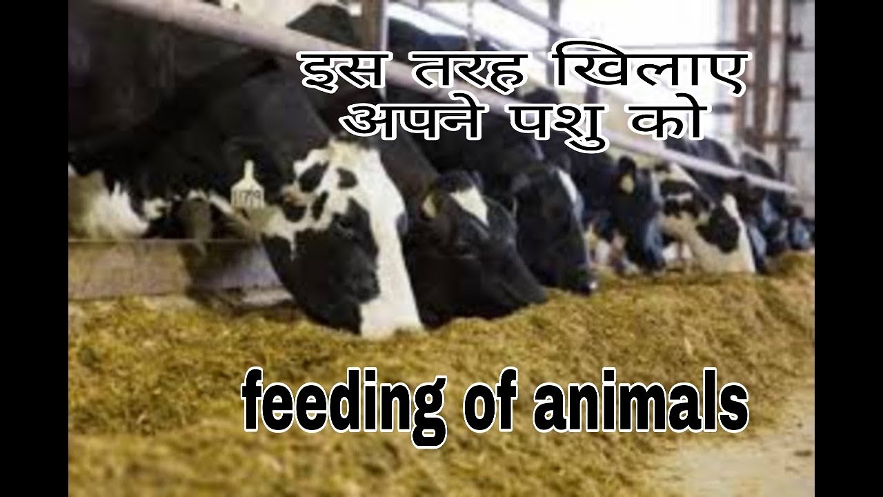 पशुओं का दूध बढ़ाने व गाभिन पशु के लिए आहार। Feeds for animals. Part -1