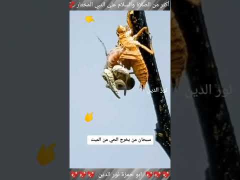 فيديو: هل دخوبور ديانة؟