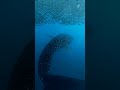 Whale sharks! 📽️: IG @emmett_sparling #WonderfulIndonesia #DerawanIslands #EastKalimantan