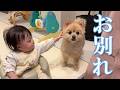 赤ちゃんとお別れすることになったポメラニアンがこうなりました…