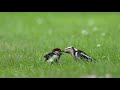 Buntspechte - Great Spotted Woodpeckers