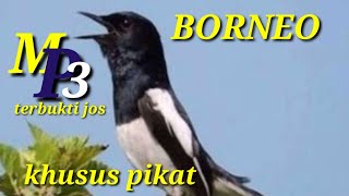 SUARA KHUSUS  PIKAT BURUNG KACER II Kalimantan tengah