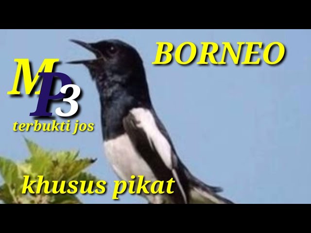 SUARA KHUSUS  PIKAT BURUNG KACER II Kalimantan tengah class=