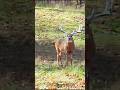 "Wild Clash! A Thrilling Encounter Between a Deer and a Hawk" #bowhunting #deerhunting #wildlife