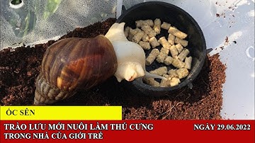 # 131 Trào lưu mới nuôi ốc sên làm thú cưng trong nhà của giới trẻ | Trang Hoà Vlogs