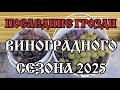 Последние грозди виноградного сезона 2025