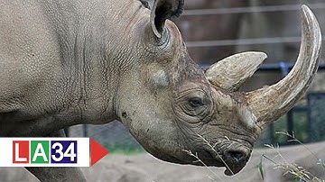 Thực hư tác dụng chữa bệnh của sừng tê giác | LATV