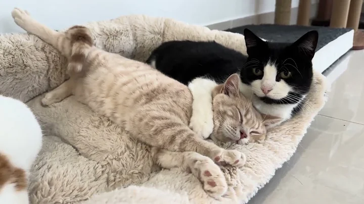 Video 6459271: british shorthair male cat, gold british shorthair male, cute cat