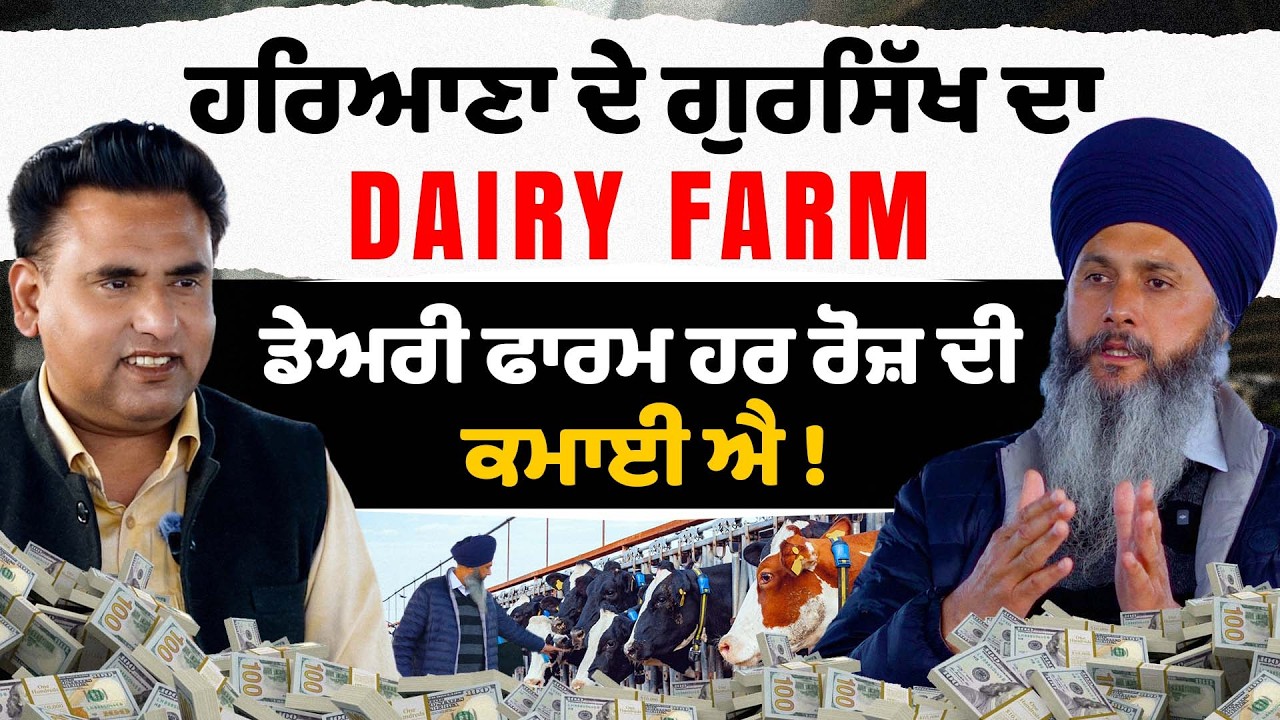 Haryana ਦੇ Gursikh ਦਾ Dairy Farm | Cow Dairy farm Haryana | Cow Farm | milk | Farming | Agriculture