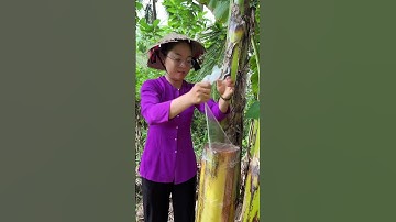 Ngoài công dụng đó, thì nước chuối còn có tác dụng gì nữa cả nhà?? #shorts #holidayswithshorts