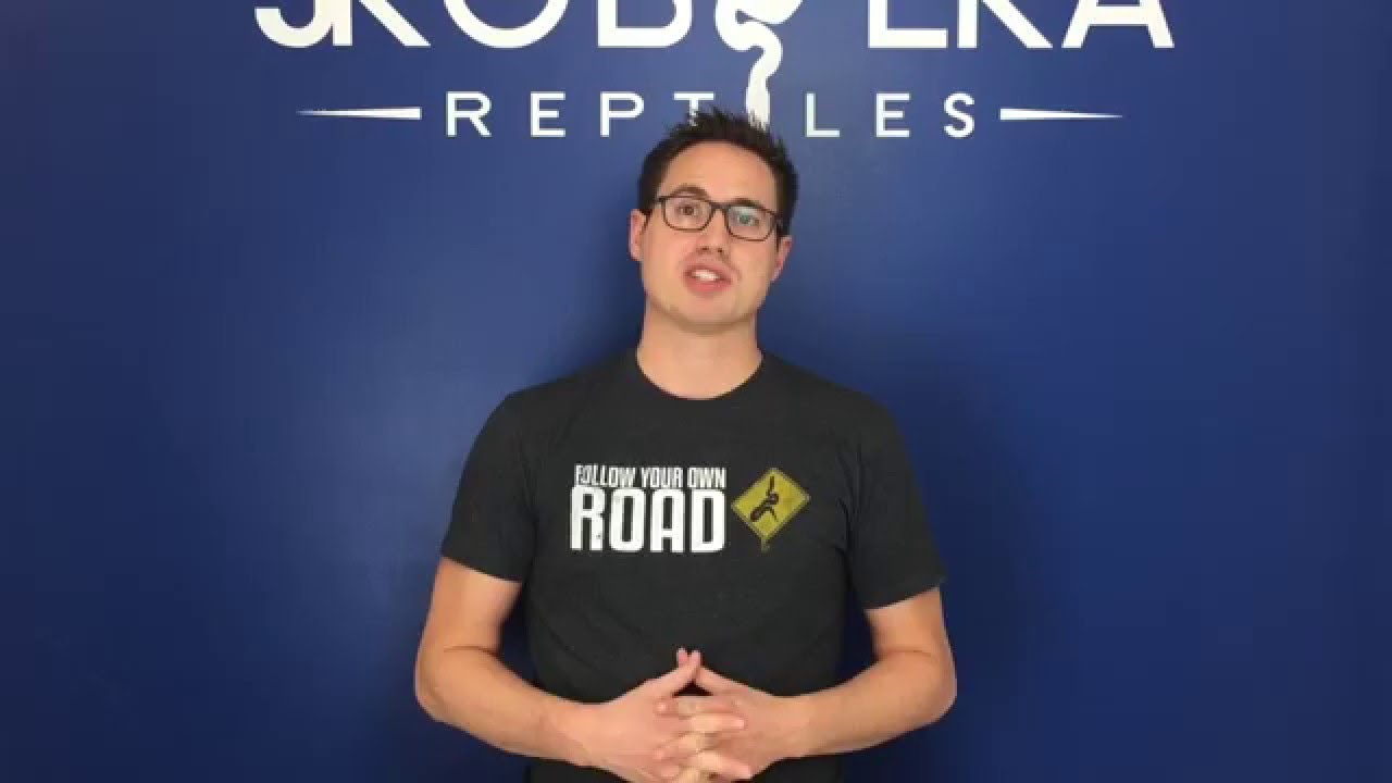 morphemes pdf Lavender Albino Combos @ DSR Reptiles! (Part 3)