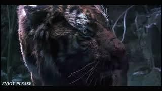 Tiger VS Wolf Fight Scene HD