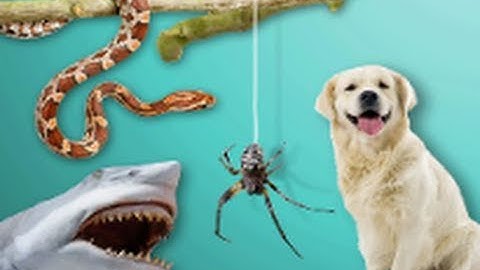 The 9 Most Common Specific Phobias (Mental Health Guru)